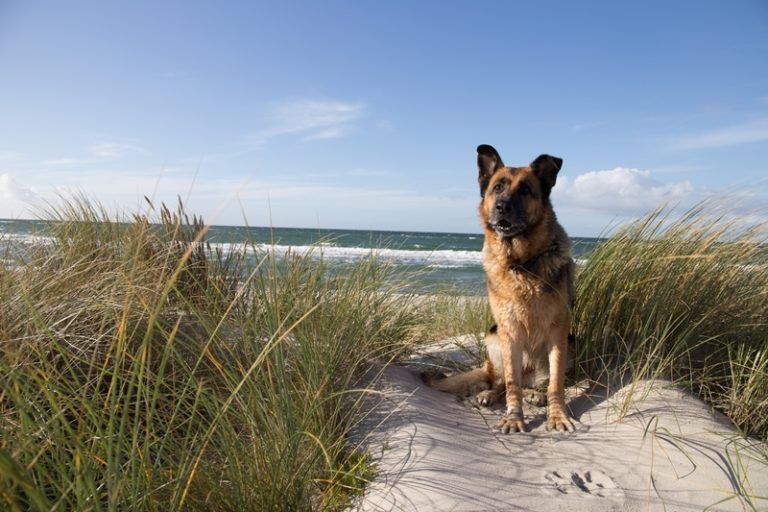 Urlaub mit Hund Die schönsten Hundestrände auf dem FischlandDarß