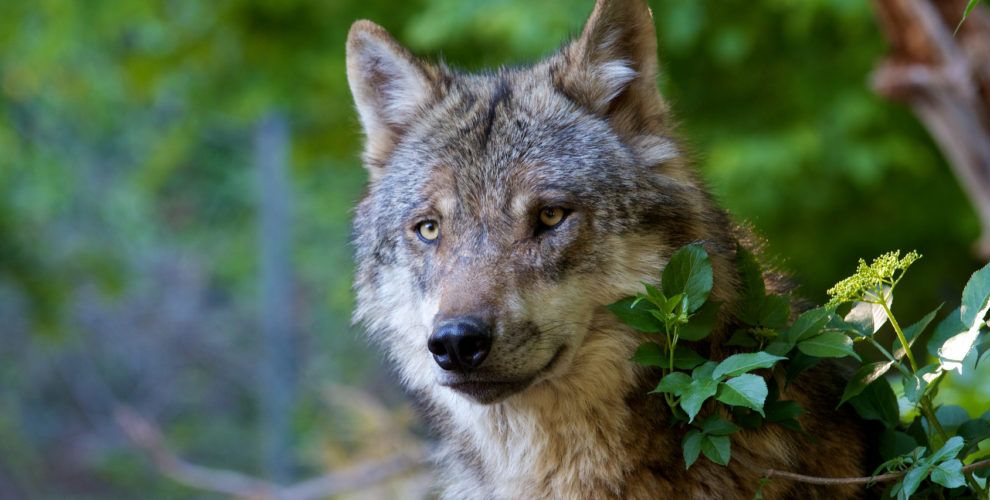 Wolf im Wald